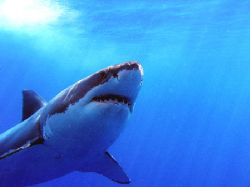 Boris, Great White Shark, Isla de Guadaloupe. Looking for... by Anna Kinnersly 